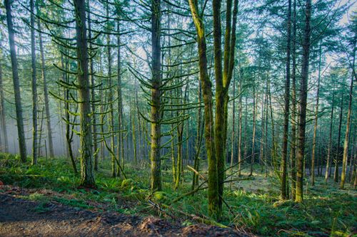 Free Tranquil forest scene with sunlight filtering through moss-covered trees on a misty morning. Stock Photo