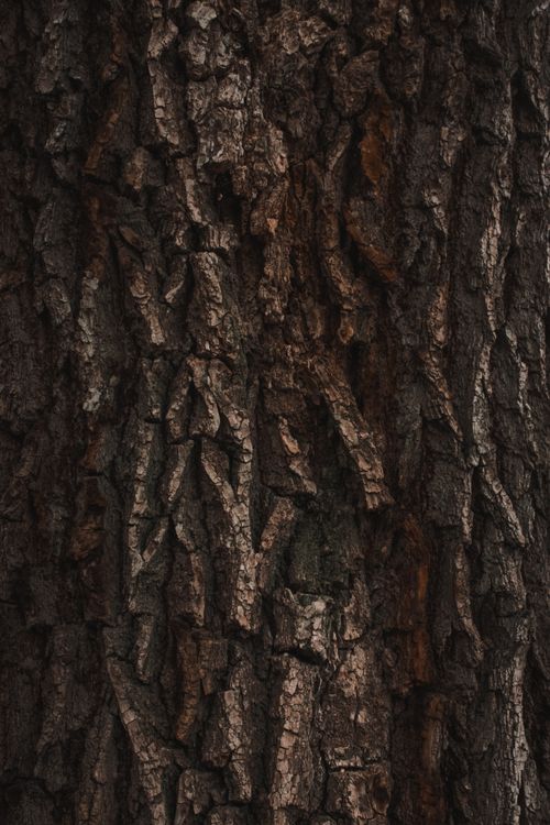 Trunk Image Close-Up Shot of a Tree Trunk · Free Stock Photo