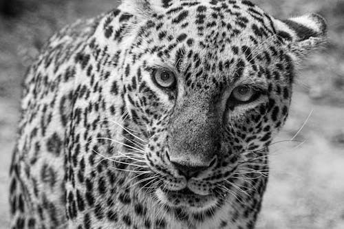 Grayscale Photo of a Leopard
