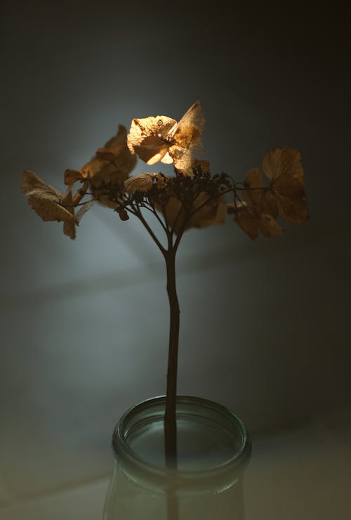 Free Close-Up Shot of Dry Flowers in a Glass Vase Stock Photo