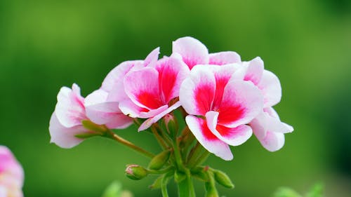 бесплатная Розовый и красный лепесток цветка Стоковое фото