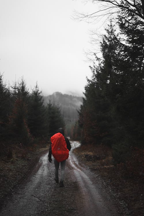 A Person Walking on a Pathway in the Forest