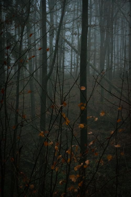 Free A serene misty forest with fog enveloping tall trees and scattered autumn leaves. Stock Photo