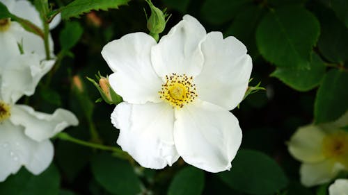 бесплатная Фотография крупным планом цветущей белой розы Стоковое фото