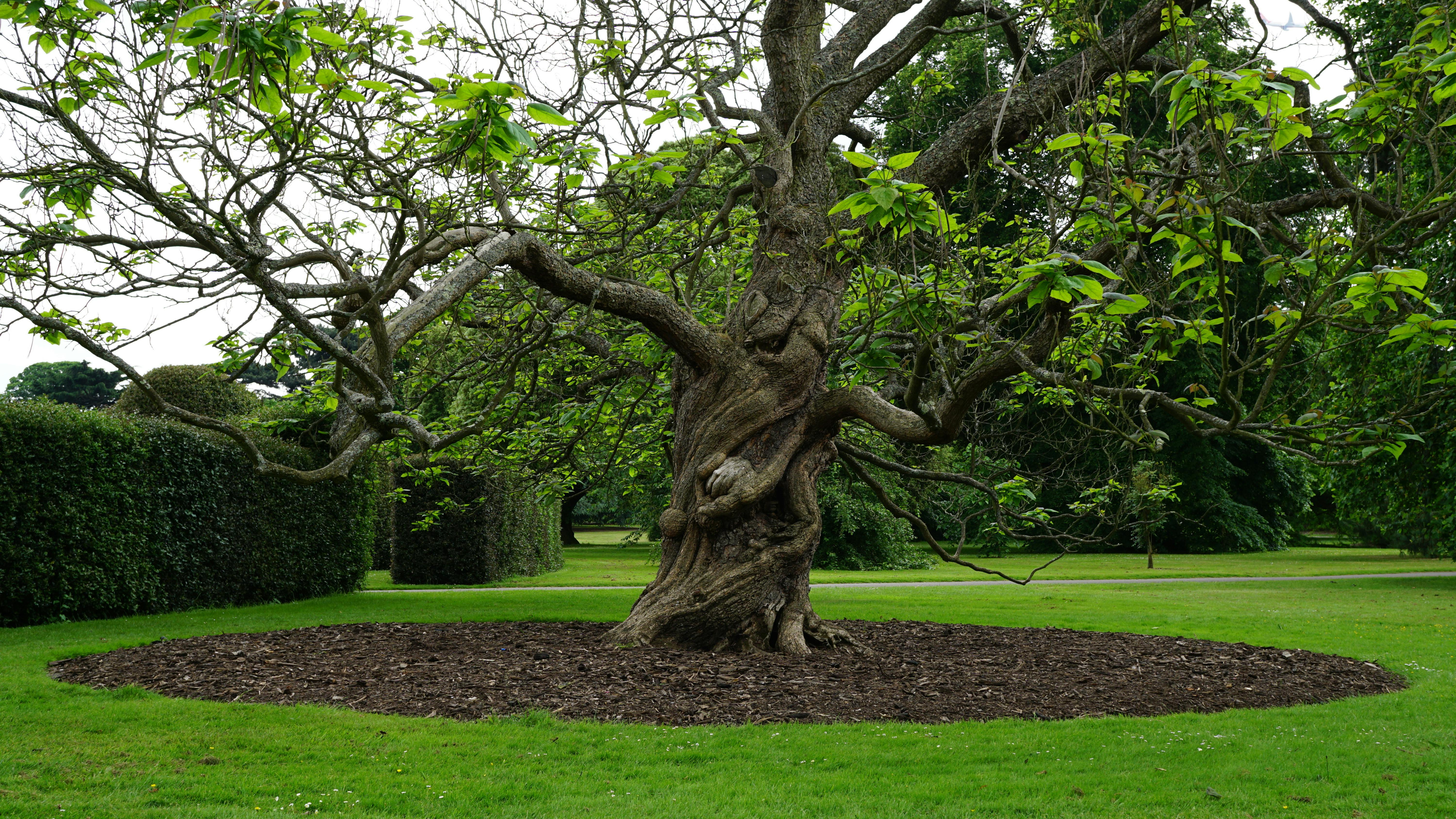 Free stock photo of landscape, nature, garden, trees