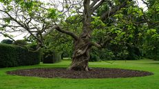 Green Leafed Tree in Middle of Field