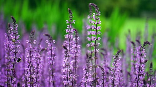 Lavender Flowers