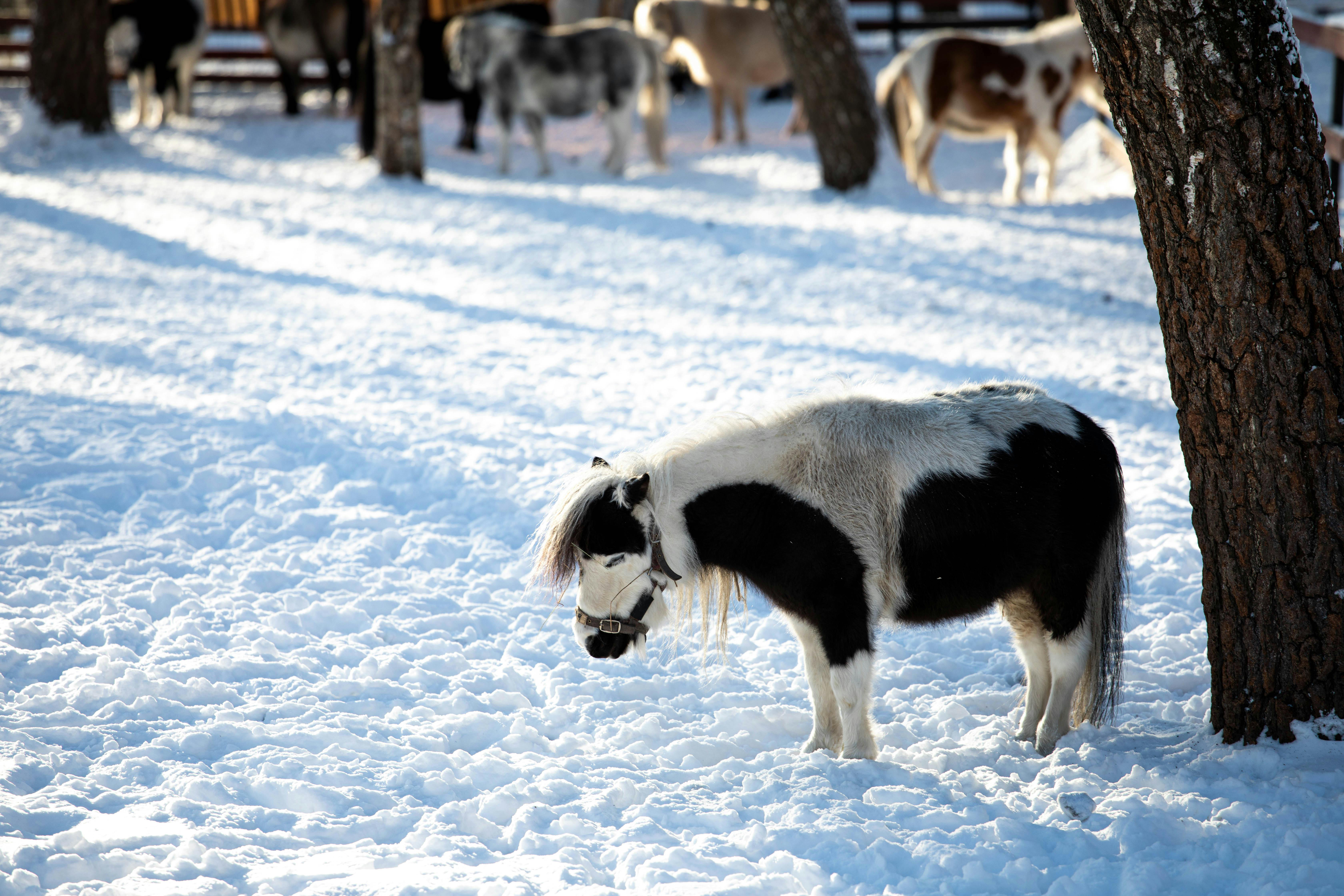 A pony stands in a snowy park during winter, surrounded by other horses.