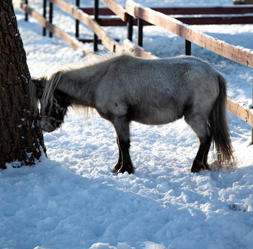 Yakutian Horse on Snow Covered Ground