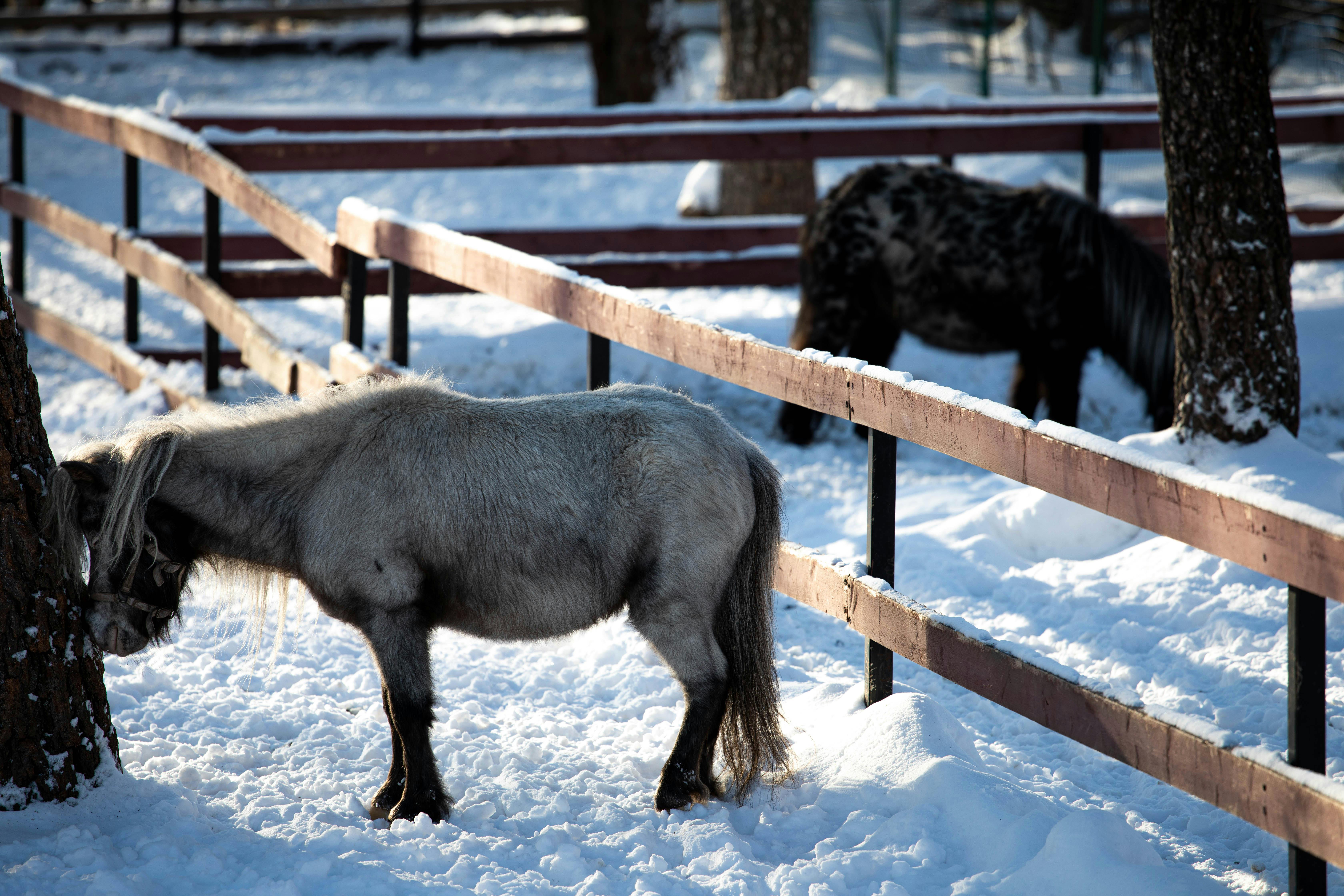 horses on a snow covered field