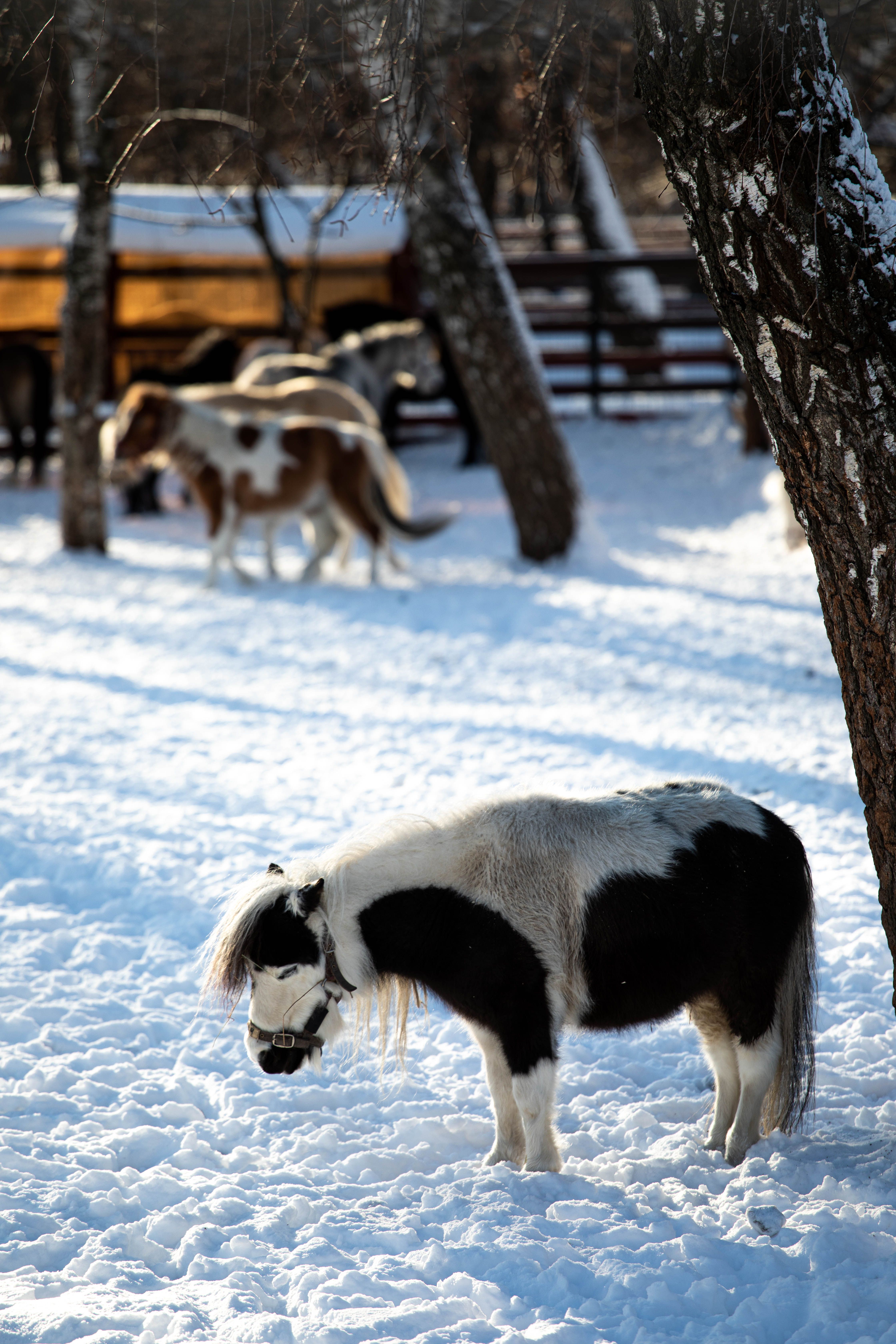 Ponies grazing on a snow-covered field during winter. Tranquil rural winter scene.
