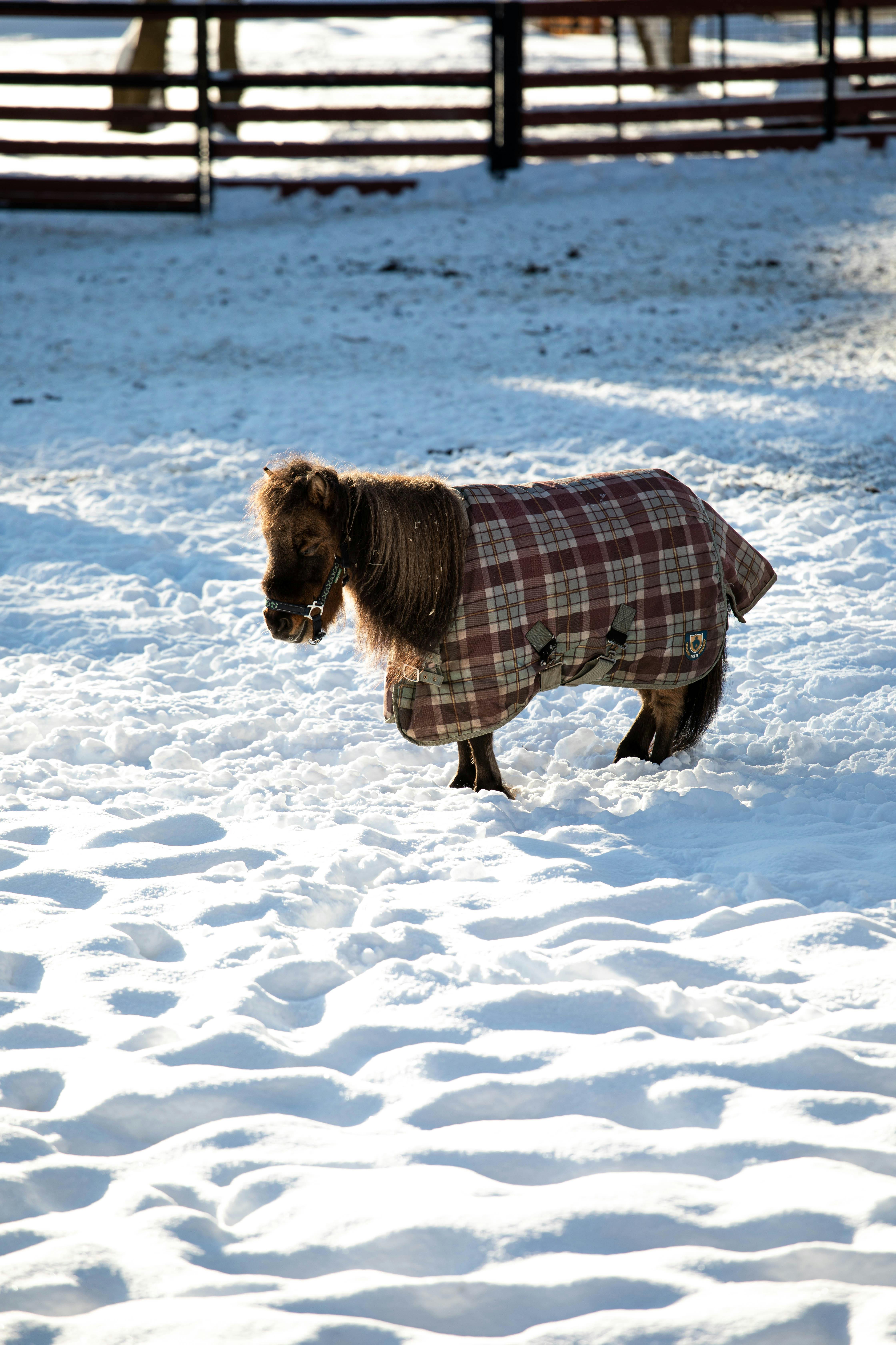 Caring for a Pony During the Winter