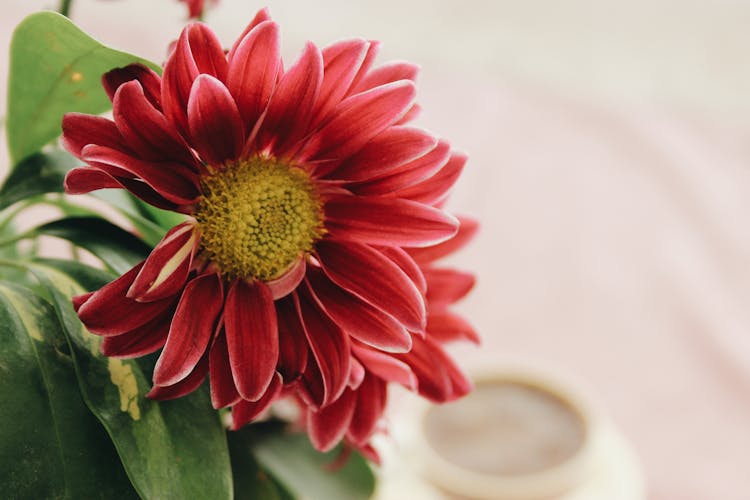 Close-Up Shot Of Chrysanthemums Flower 