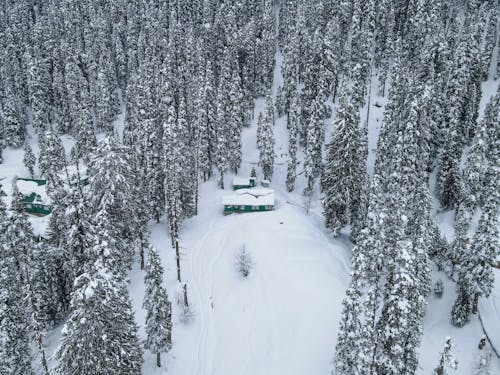 Immagine gratuita di alberi, boschi, casa