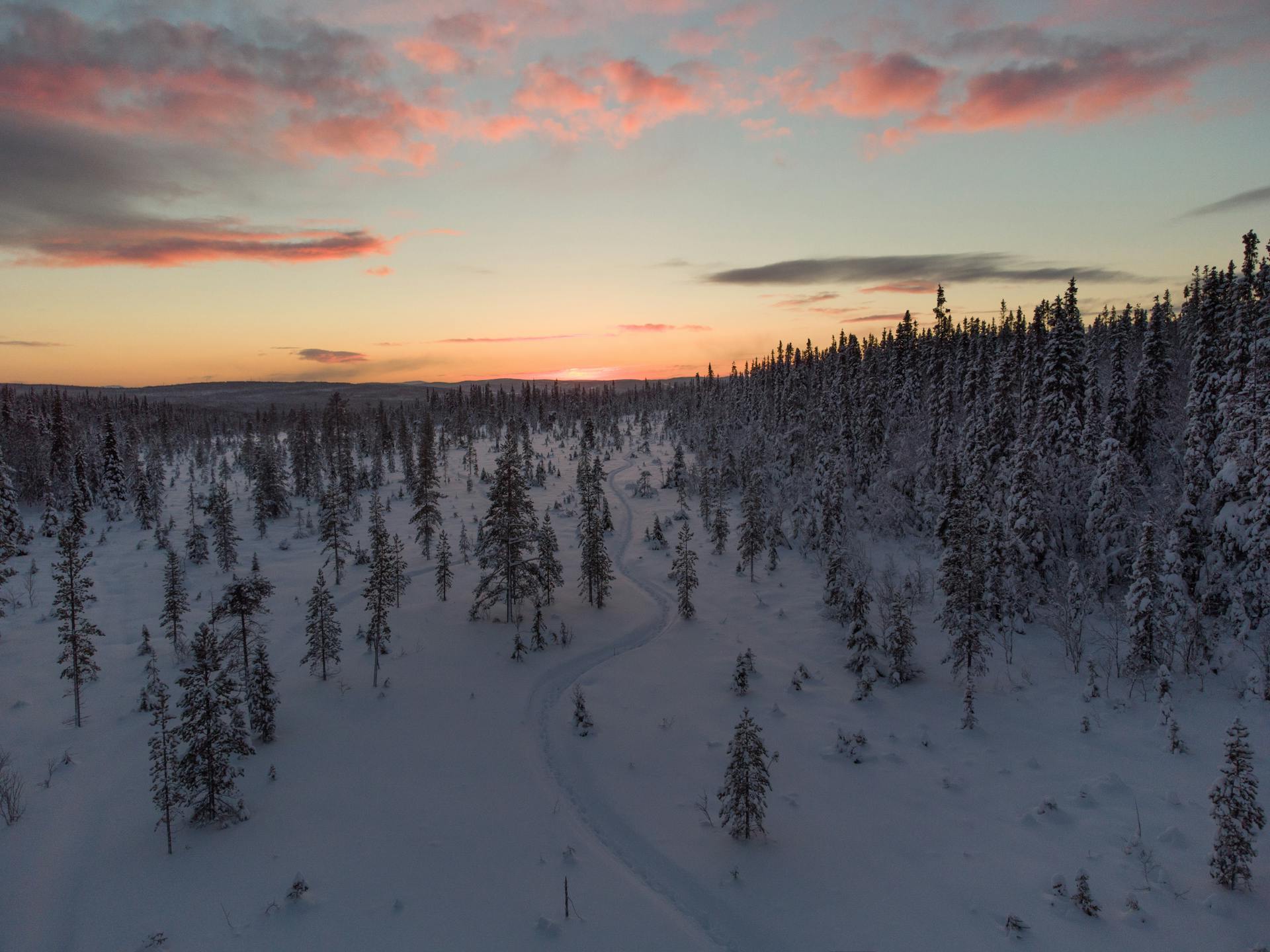 Captivating winter scene at dawn in Murmansk with snow-covered trees and vibrant sky.