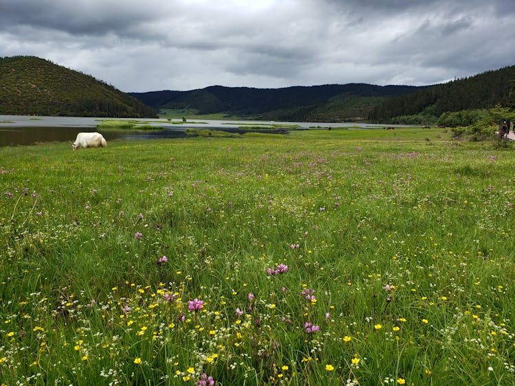 White Animal On Green Grass Field