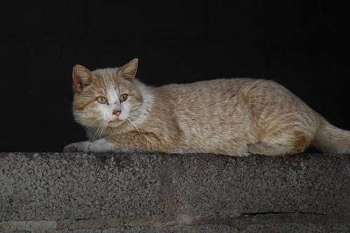 Orange Tabby Cat on Gray Concrete Floor