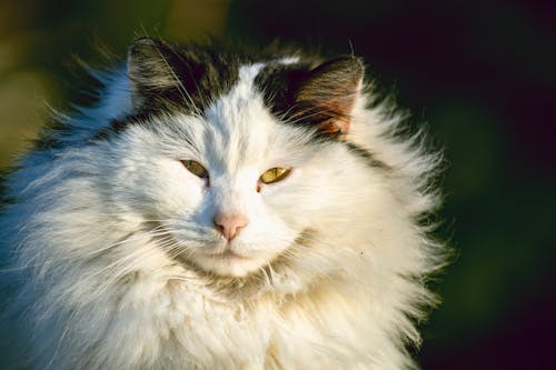 Fotos de stock gratuitas de animal, de cerca, fotografía de animales