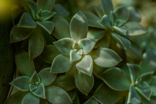 A Green Healthy and Lush Succulent Plant in Close-up Photography
