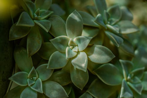 Δωρεάν στοκ φωτογραφιών με echeveria, γκρο πλαν, ζουμερός