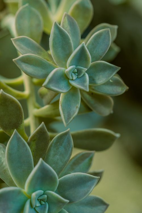 Free Detailed close-up of a green succulent plant showing its unique leaf pattern and texture. Stock Photo