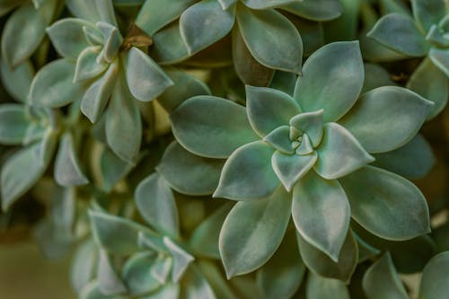 Green Succulent Plant in Close Up Shot