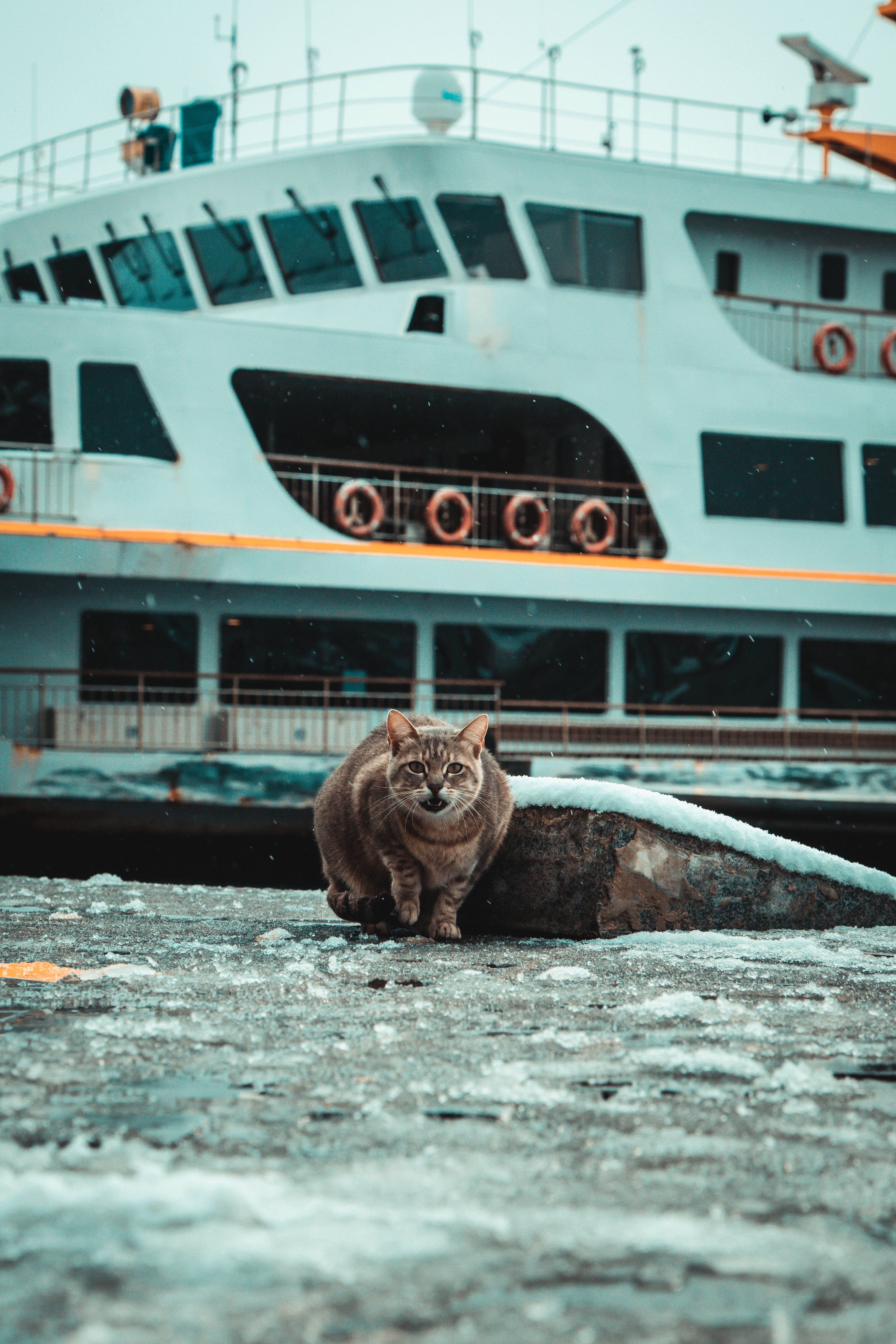 Brown Tabby Cat on Gray Concrete Floor · Free Stock Photo