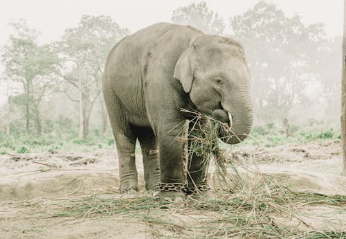 คลังภาพถ่ายฟรี ของ กลางแจ้ง, การถ่ายภาพสัตว์, ช้าง