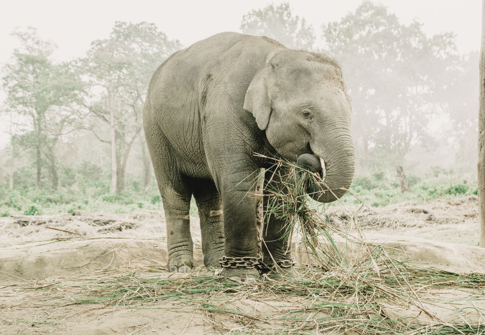 Chitwan