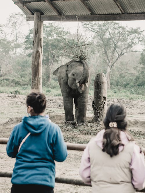 Δωρεάν στοκ φωτογραφιών με ελέφαντας, ζώο, ζωολογικός κήπος Φωτογραφία από στοκ φωτογραφιών
