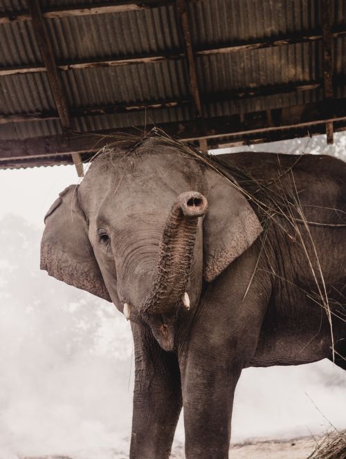 Free A close-up of an elephant standing under a corrugated metal roof in a misty, natural setting. Stock Photo