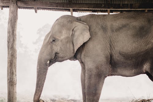 Gray Elephant Walking in Close Up Shot