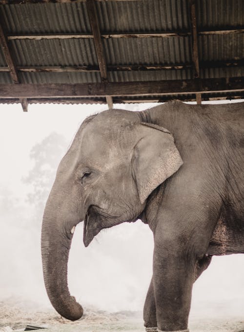 Gratuit Imagine de stoc gratuită din a închide, animal, asiatic elefant Fotografie de stoc