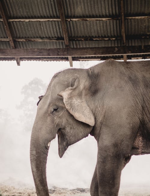 Gratuit Imagine de stoc gratuită din a închide, animal, asiatic elefant Fotografie de stoc