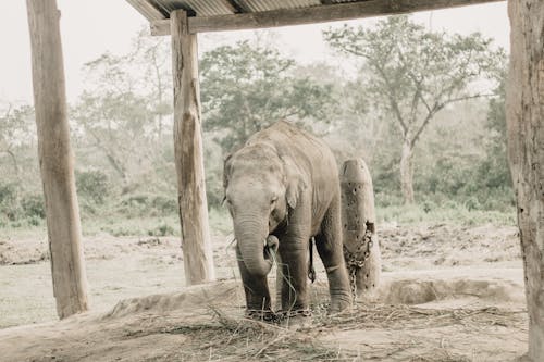 Free Elephant Walking on Dirt Ground Stock Photo