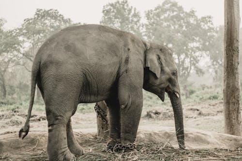 Kostenloses Stock Foto zu asiatischer elefant, bäume, beine