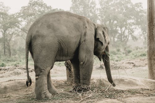 Безкоштовне стокове фото на тему «азіатський слон, вертикальні постріл, вид ззаду» стокове фото