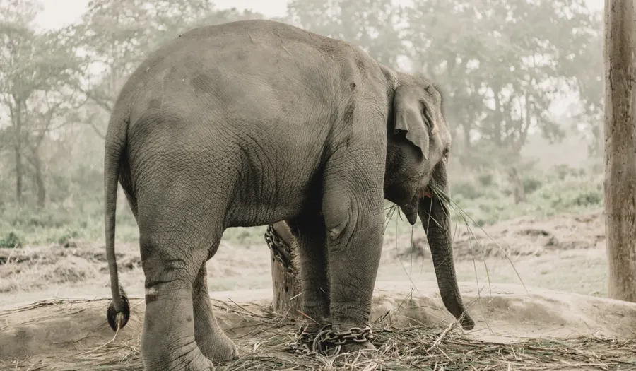 Parc national de Chitwan