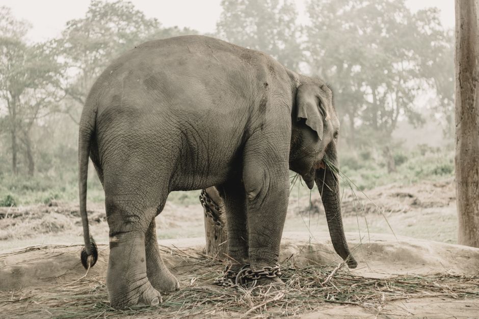 Bardiya National Park, Nepal - travel photo