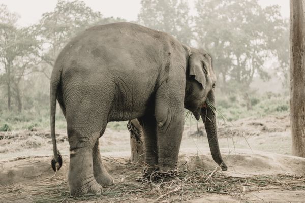 Chitwan Tour