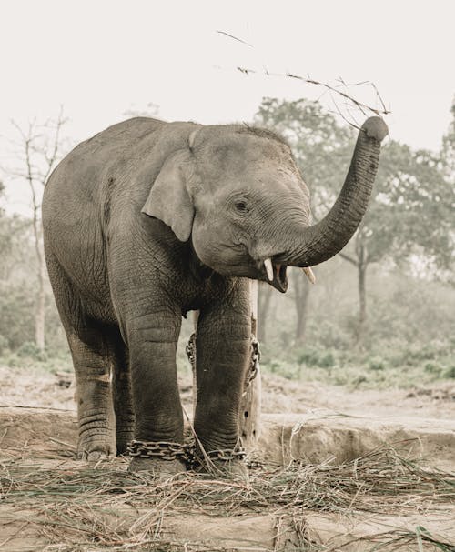 Δωρεάν στοκ φωτογραφιών με chitwan εθνικό πάρκο, ασιατικό ελέφαντα, ζώο Φωτογραφία από στοκ φωτογραφιών
