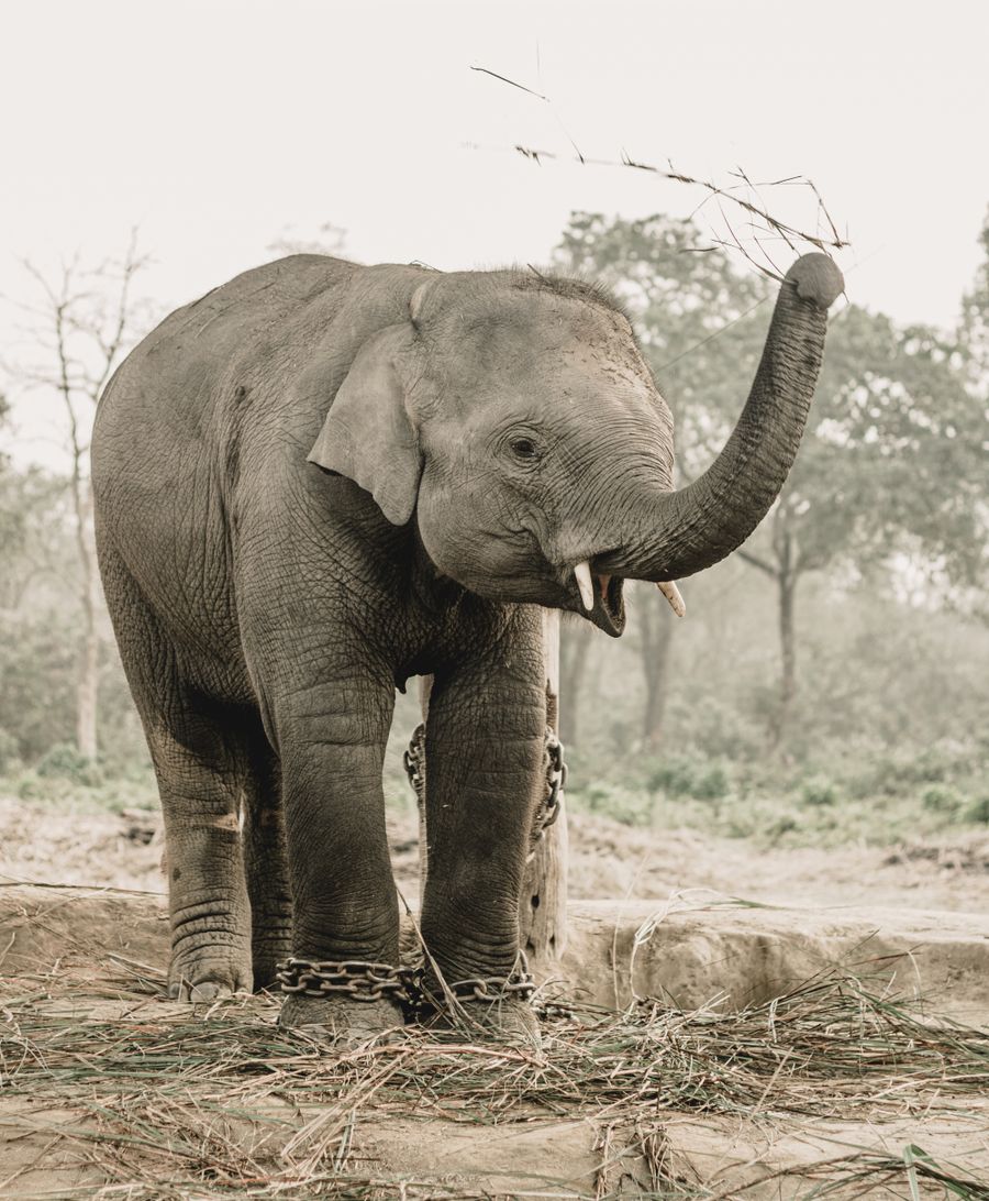 Elephant in Chitwan National Park
