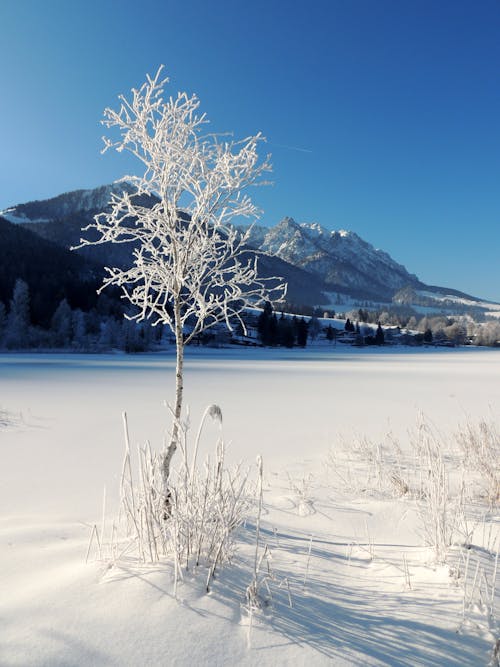 Free White Bare Tree on Snow Covered Ground Near Mountain Stock Photo