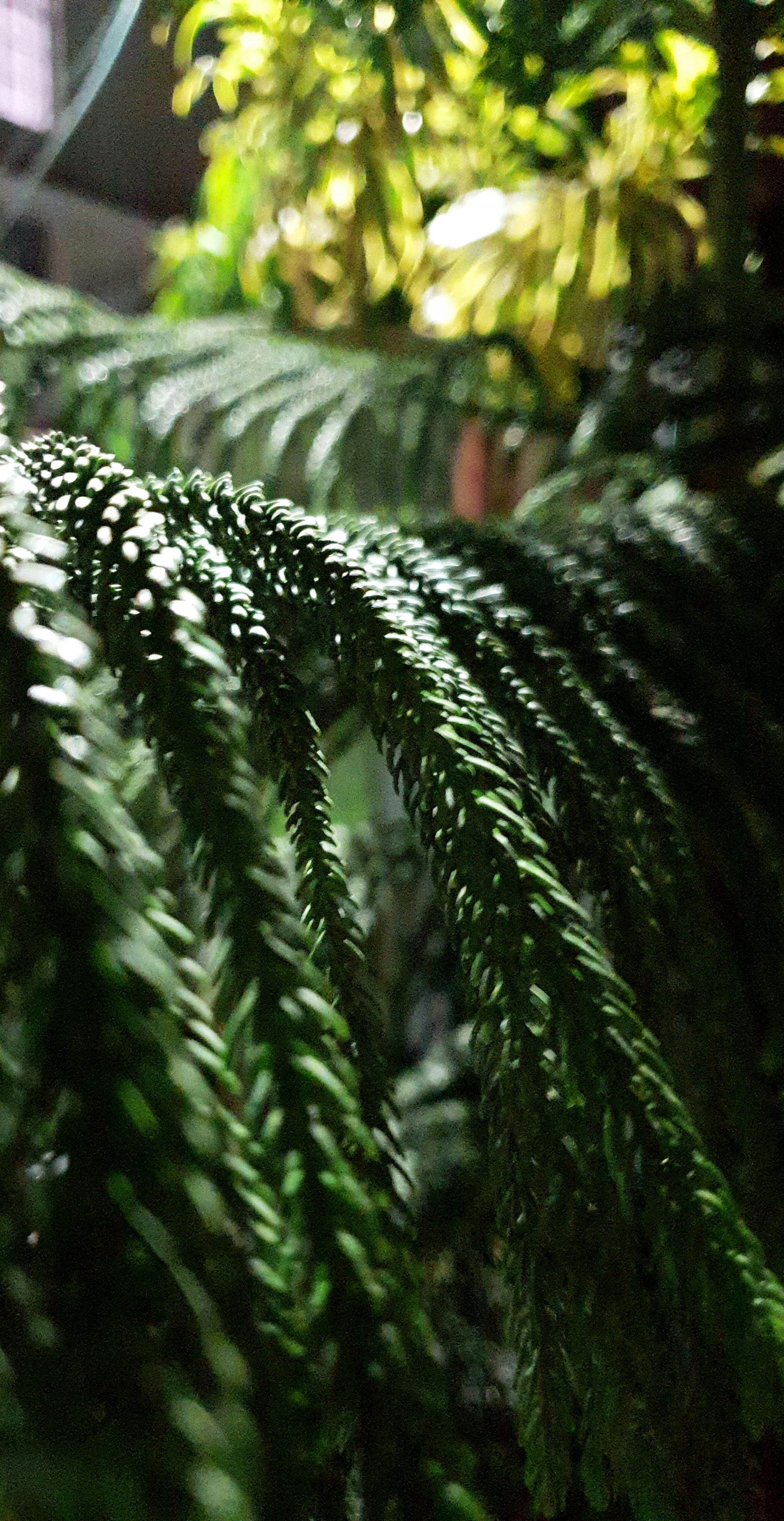 Free stock photo of christmas tree, darkgreen, green