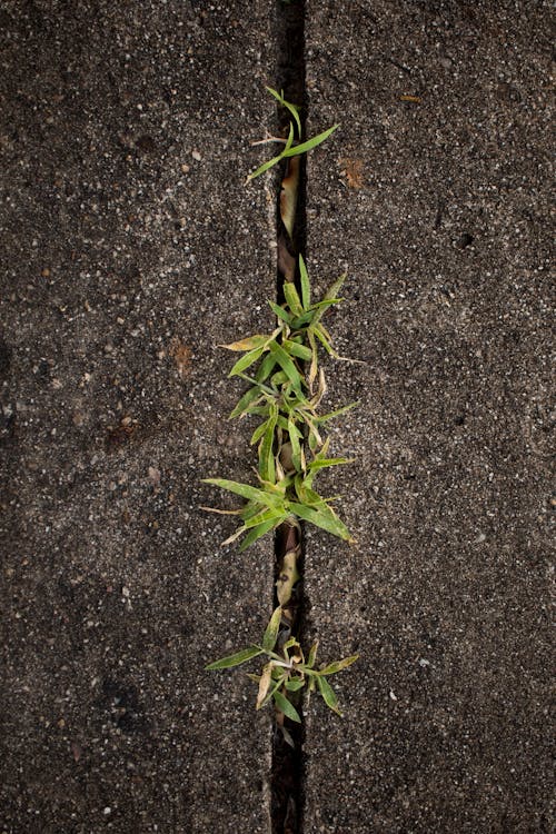 Free Close-Up Shot of Plants on a Concrete Floor Stock Photo