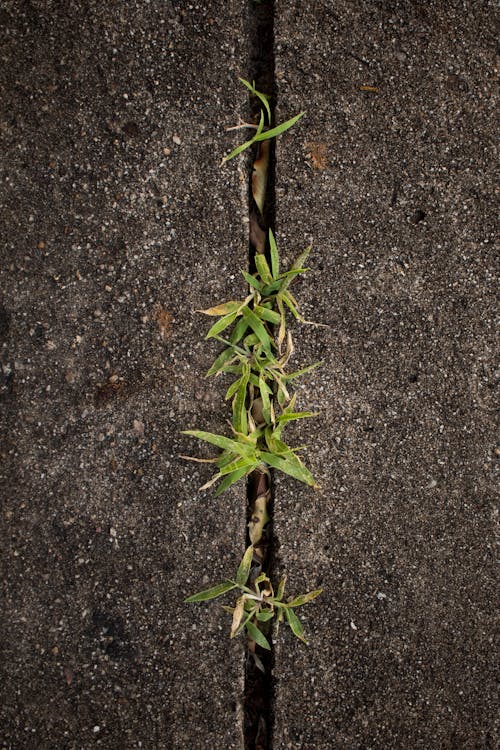 Close-Up Shot of Plants on a Concrete Floor