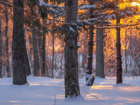 Serene winter forest scene with snow-covered trees glowing in sunset light.