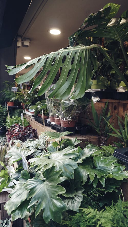 Plants in a Garden Center 
