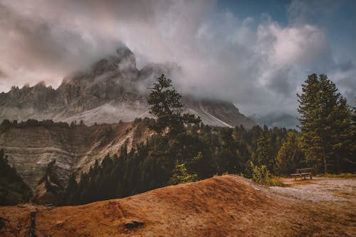 Alberi A Foglia Verde Con Vista Sulle Montagne