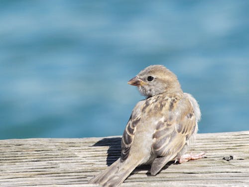 Close-Up Shot of a Sparrow Perched on the Wood